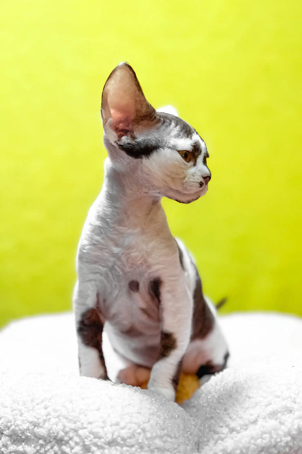 Costas | devon rex kitten