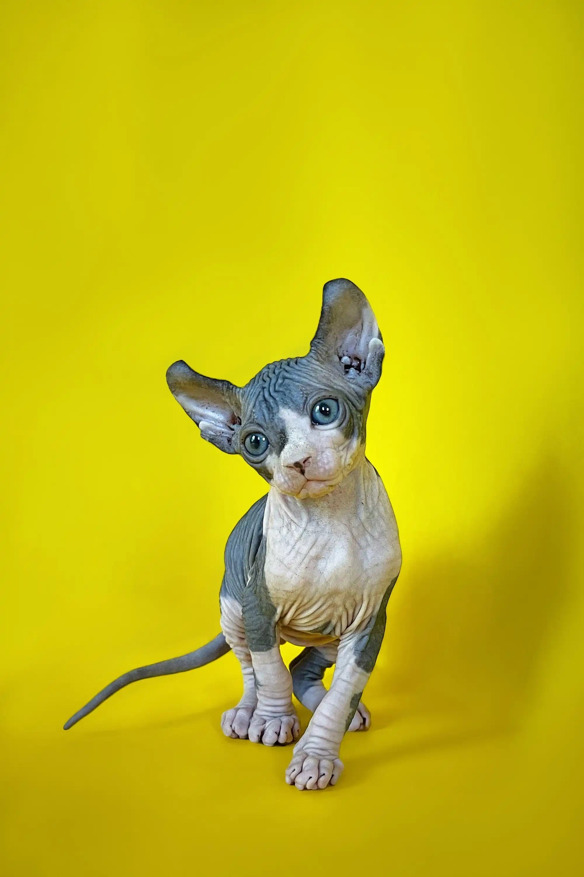 Sphynx Cats for Sale | Kittens For Coup | Elf Kitten
