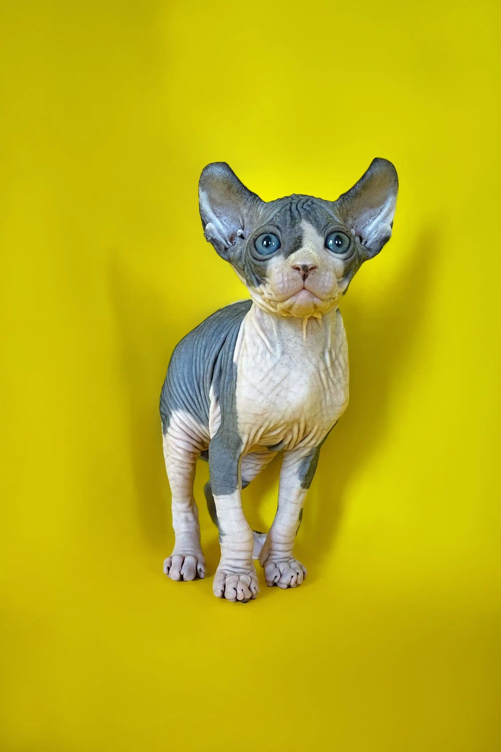 Sphynx Cats for Sale | Kittens For Coup | Elf Kitten