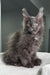 Fluffy grey Maine Coon kitten with bright yellow eyes in Courageous product