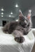 Fluffy grey Maine Coon cat chilling on a cozy white blanket for Courageous Maine Coon Kitten