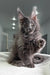 Fluffy grey Maine Coon kitten with ear tufts in Courageous product display