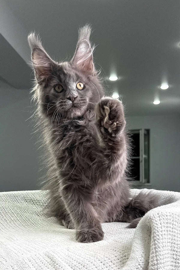 Gray Maine Coon kitten playfully raising its paw, showcasing the Courageous spirit