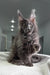 Gray Maine Coon kitten with fluffy fur and cute ear tufts for Courageous product