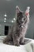 Majestic grey Maine Coon kitten with fluffy fur and cool ear tufts in Courageous product