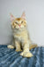 Cream-colored Maine Coon kitten with large ears on blue, showcasing a Polydactyl Maine beauty