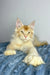 Cream-colored Polydactyl Maine Coon with ear tufts and green eyes, named Cowboy