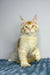 Cream-colored Maine Coon kitten sitting upright, showcasing its polydactyl traits