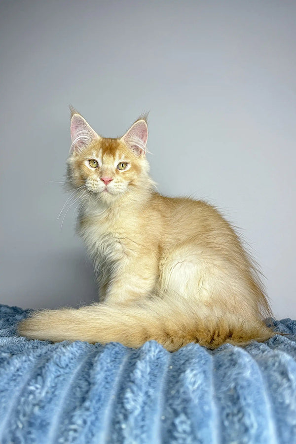 Cream-colored Polydactyl Maine Coon kitten with fluffy tail on blue surface