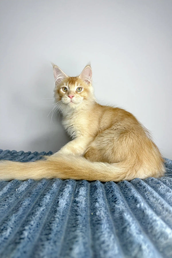 Cream-colored Polydactyl Maine Coon cat with fluffy tail on blue textured surface