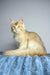 Cream-colored Polydactyl Maine Coon with golden eyes on blue fabric