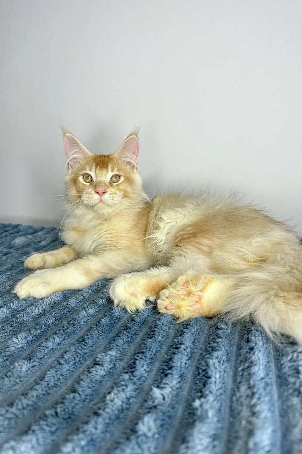 Cream-colored Polydactyl Maine Coon cat relaxing on a blue textured surface