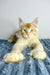 Cream-colored Polydactyl Maine Coon cat with golden eyes lounging stylishly