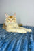 Cream-colored Polydactyl Maine Coon with golden eyes lounging on a blue surface