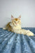 Cream-colored polydactyl Maine Coon cat lounging on a cozy textured surface