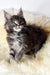 Credo | maine coon kitten