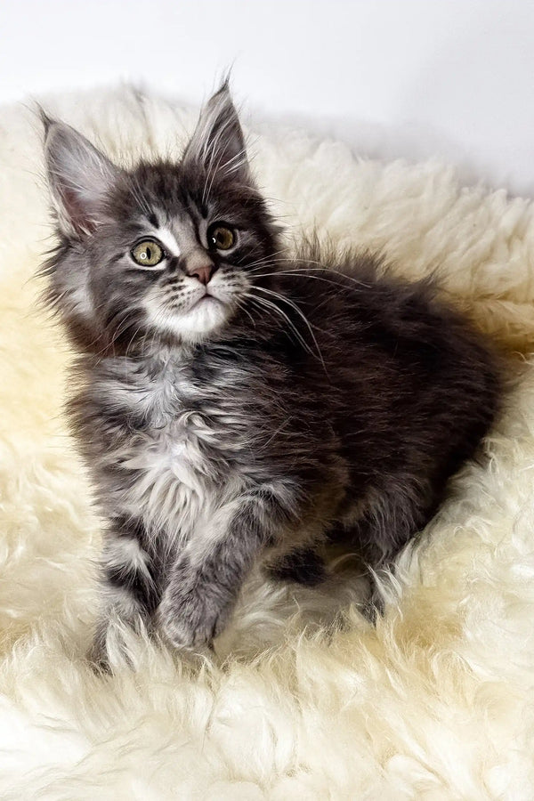 Credo | maine coon kitten