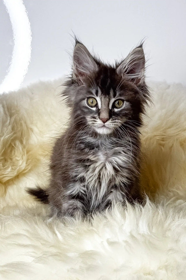 Credo | maine coon kitten