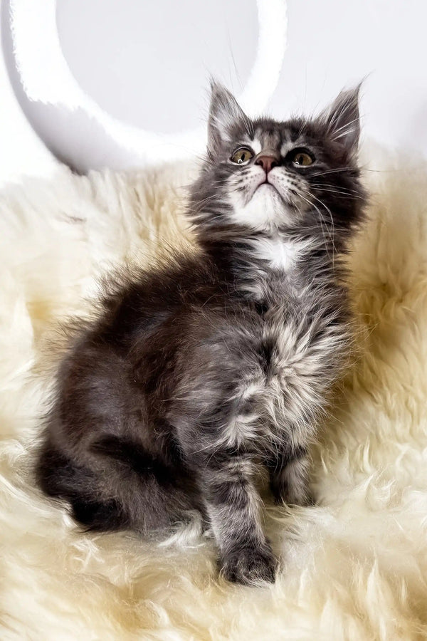 Credo | maine coon kitten