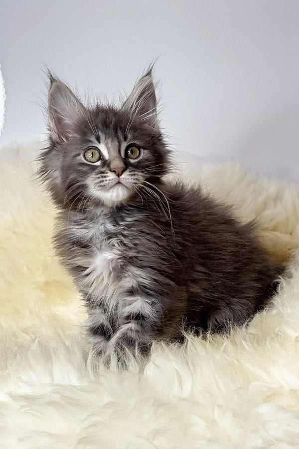 Credo | maine coon kitten