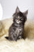Credo | maine coon kitten