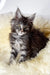 Credo | maine coon kitten