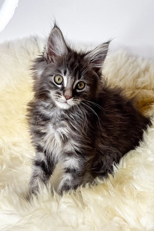 Credo | maine coon kitten