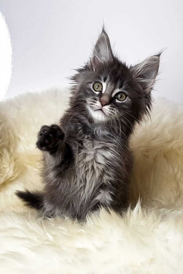 Credo | maine coon kitten