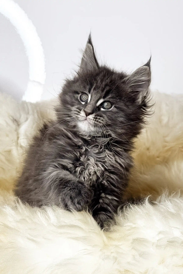Crista | maine coon kitten