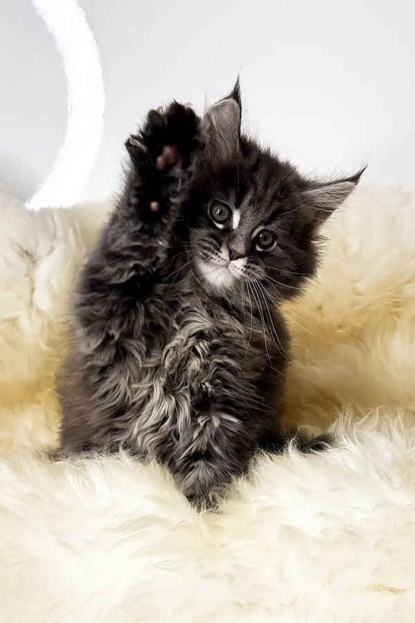 Crista | maine coon kitten