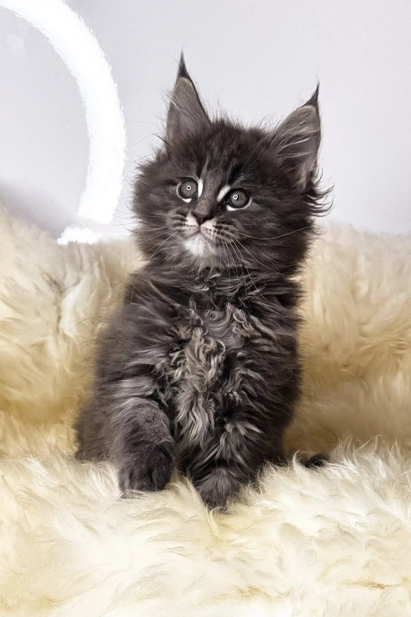 Crista | maine coon kitten