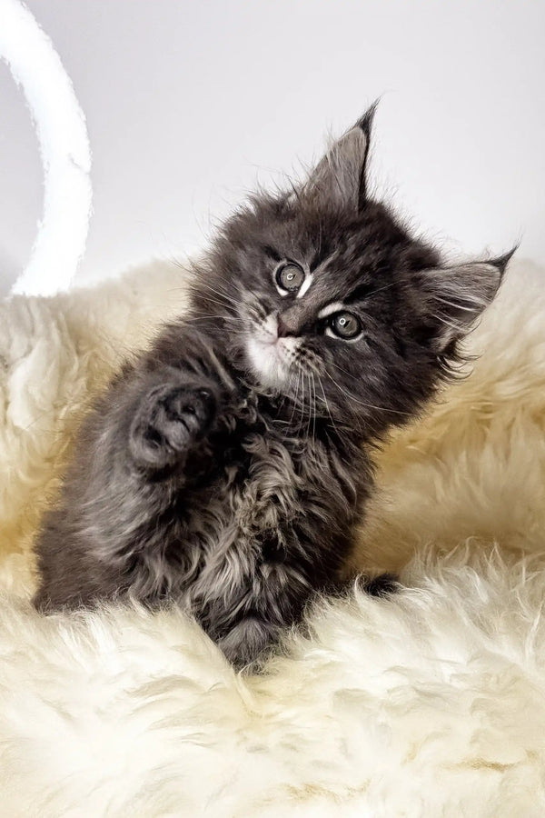 Crista | maine coon kitten