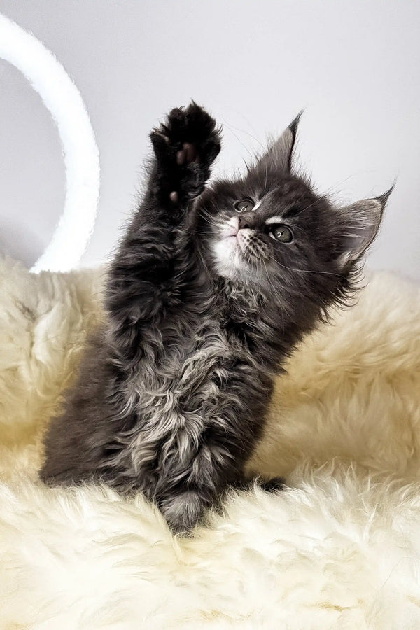 Crista | maine coon kitten