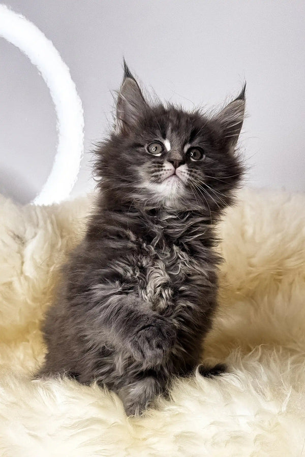 Crista | maine coon kitten