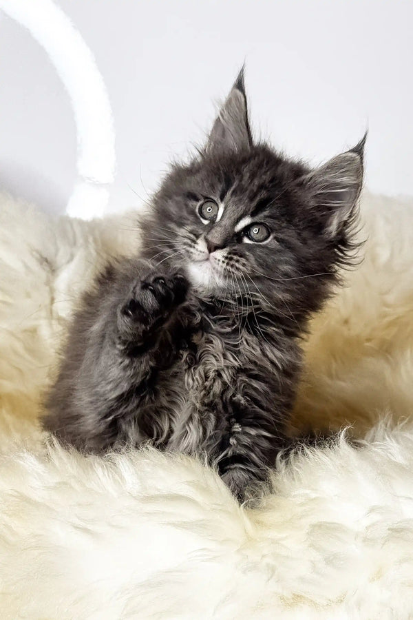 Crista | maine coon kitten