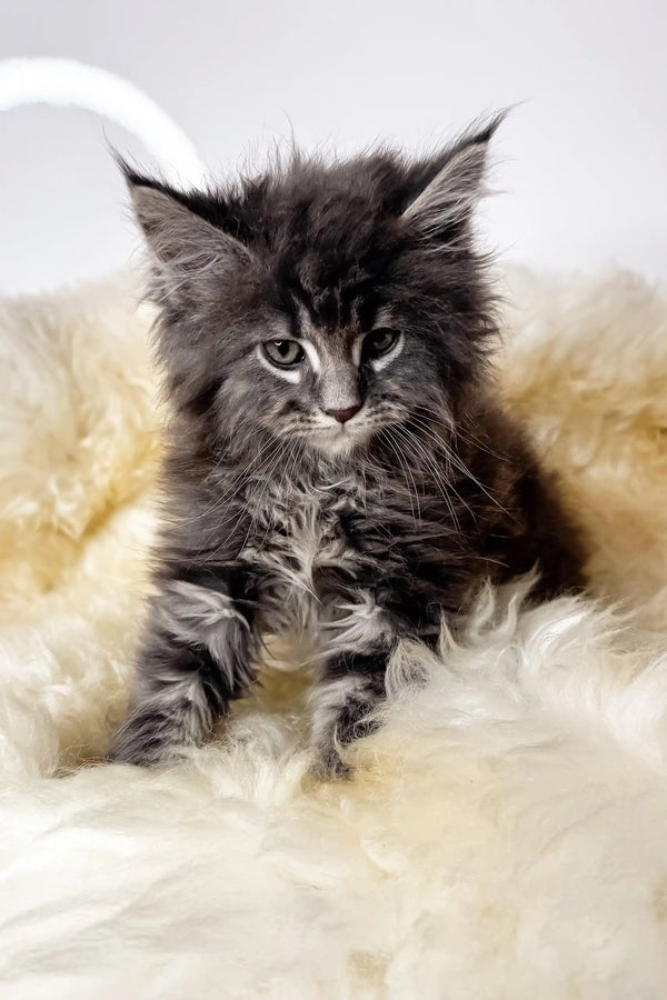 Cristian | maine coon kitte