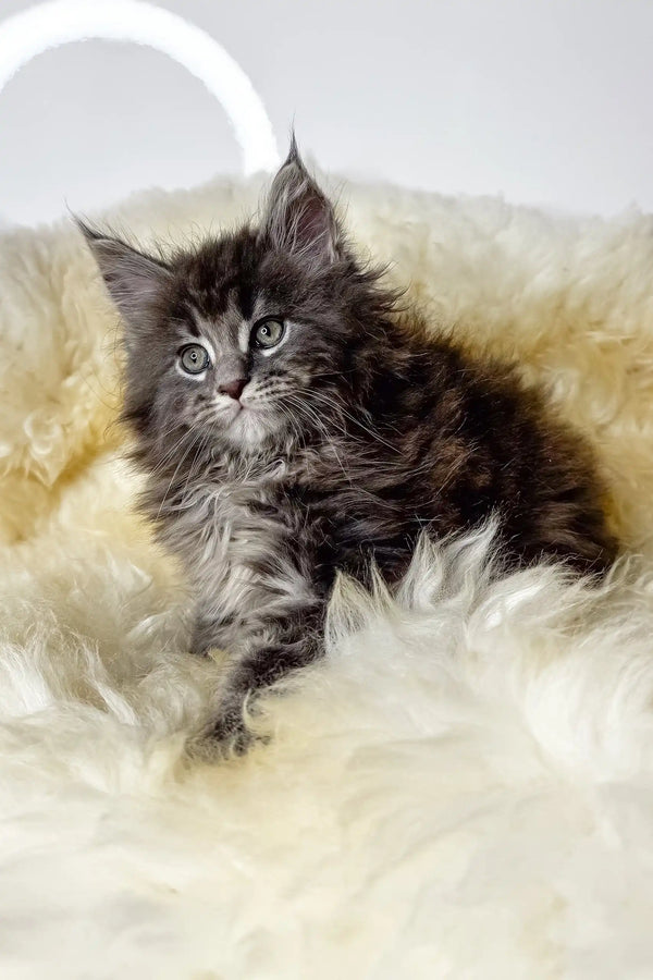 Cristian | maine coon kitte