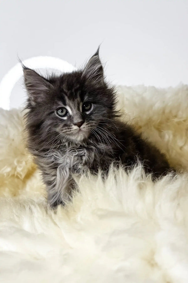 Cristian | maine coon kitte