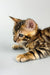 Alert Bengal kitten, Cristoff Bengal Kitten product showcasing playful cuteness