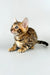 Alert brown tabby kitten from Cristoff Bengal Kitten collection, super cute and playful