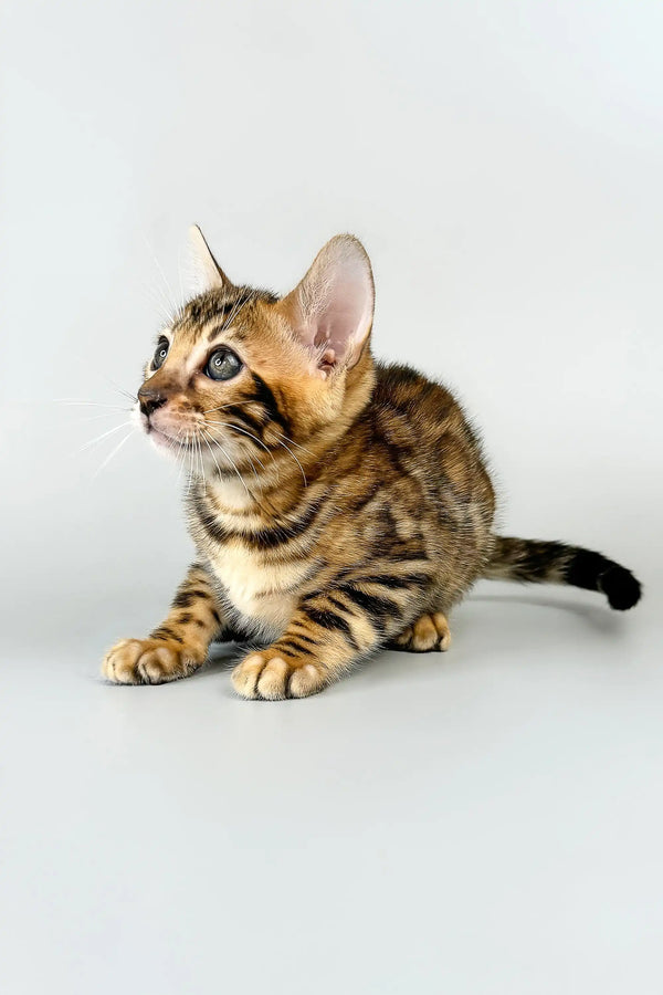 Alert brown tabby kitten from Cristoff Bengal Kitten collection, super cute and playful