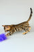 Spotted Bengal kitten playing with a toy in Cristoff Bengal Kitten product display