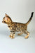 Spotted Bengal kitten from Cristoff, cute and playful for your new furry friend