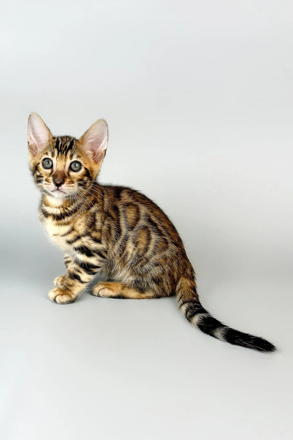 Adorable spotted and striped Bengal kitten named Cristoff ready for a new home