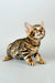 Spotted and striped Bengal kitten from Cristoff, adorable and playful companion