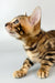 Bengal kitten Cristoff showing off its gorgeous stripes and playful personality