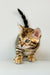 Bengal kitten with stunning markings from Crosh | Bengal Kitten collection