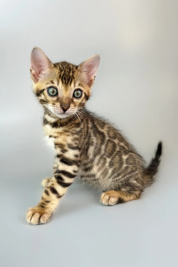 Adorable Spotted Bengal kitten from Crosh ready to charm your heart and home!