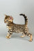 Cute Bengal kitten with a spotted coat playing with Crosh toy