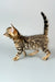 Spotted Bengal kitten from Crosh | Bengal Kitten looking adorable and playful